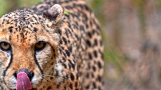Gepard (12).jpg